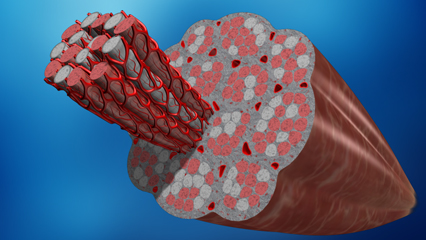 筋肉 筋組織 速筋 遅筋 筋線維 骨格筋 筋束 毛細血管網 筋細胞