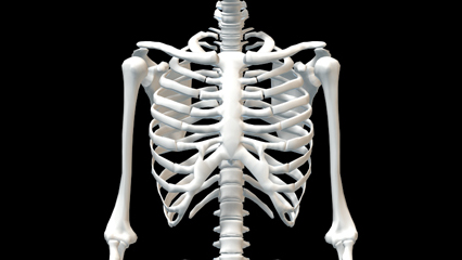 胸骨 脊柱 椎間板 頚骨 肋骨 鎖骨 肩甲骨 脊椎 上腕骨