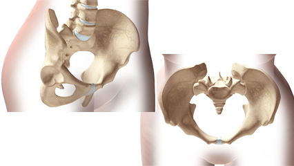 骨盤 腸骨 仙骨 腸骨 腸腰骨 恥骨 坐骨 尾骨 脊椎 椎間板 腰椎 仙腸関節 寛骨臼