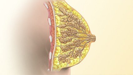 乳腺 乳房の構造 腺小葉 乳細管 乳管洞 腺房 乳管 皮下脂肪組織 乳頭 小葉細胞 肋骨 大胸筋