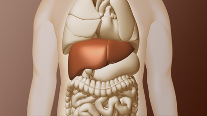 肝臓 肝臓/内臓 肺 心臓 胃 大腸 小腸 レバー Liver 消化器 代謝機能 解毒 アルコール分解能 胆汁分泌 再生能力が強い 沈黙の臓器 肝動脈 門脈 右葉 左葉 方形葉 尾状葉