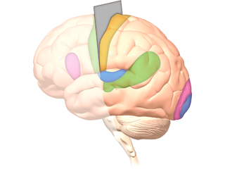 大脳 運動野 感覚野 視覚野 聴覚野 言語野 左半球 大脳/運動野/感覚野/視覚野 大脳皮質 前頭葉 頭頂葉 側頭葉 後頭葉 小脳 脊髄 白質 ブローカ野 視覚連合野 ウェルニッケ野 聴覚野 体性感覚野