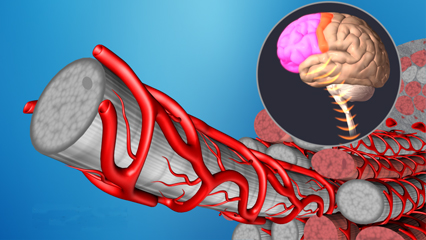 速筋　血管拡張 白筋 遅筋 収縮 脳 前頭葉 筋肉 シグナル伝達 瞬発的収縮 毛細血管 アネロビックス筋 無酸素運動 乳酸