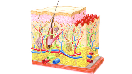 皮膚構造図 表皮 真皮 皮下組織 皮溝 皮丘 毛根毛口 皮脂腺 皮下脂肪 毛細血管 血管汗孔 エクリン汗腺 アポクリン汗腺 毛幹角質層 顆粒層 有棘層 基底層 汗管真皮乳頭 パチニ小体