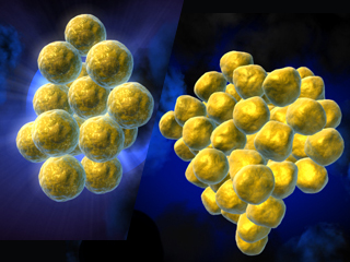 食中毒 微生物 常在菌 腸内細菌 感染症 taphylococcus aureus スタフィロコッカス・アウレウス
