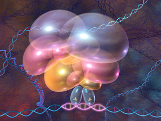 共役因子複合体  転写因子 タンパク質 複合体 RNA ゲノム DNA ｍRNA RNAポリメラーゼ 細胞形態 遺伝子 核内 染色体