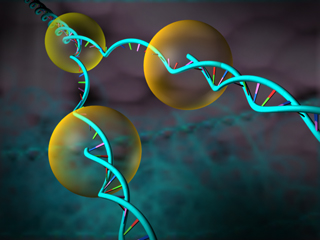 DNA転写  DNAからRNAを合成 一鎖 リボソーム アンチセンス鎖 酵素 RNAポリメラーゼ タンパク質 原核生物 プロモーター 真核生物 転写制御因子 エンハンサー配列 基本転写因子 核小体 DNA鎖の巻き戻し ターミネーター コピー センス鎖 スプライシング イントロン エキソン ｍRNA