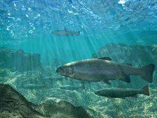 水中（オープニングタイトル背景）  魚　光線　水面　遊泳