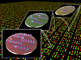 DNA`bv