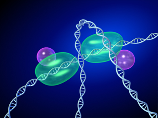 DNA�ؒf